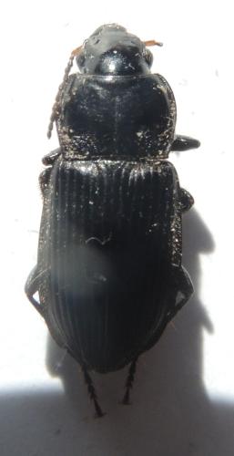 Anisodactylus binotatus